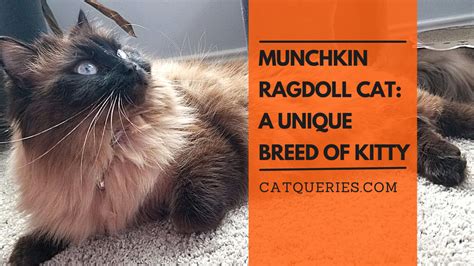 Munchkin Ragdoll Cat: A Unique Breed of Kitty - Cat Queries