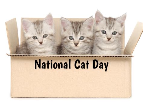 National Cat Day in 2020/2021 - When, Where, Why, How is Celebrated?