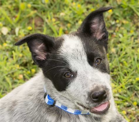 Is the Australian Shepherd Blue Heeler mix right for you? - K9 Web