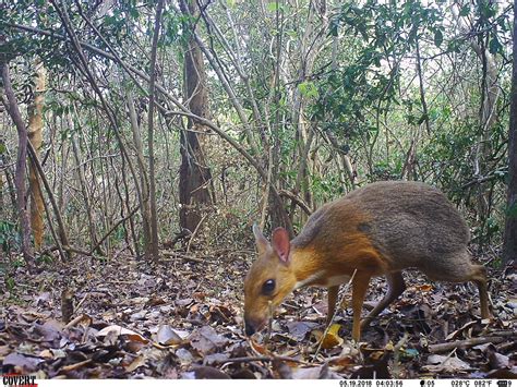 Lost Species of Miniature Fanged ‘Mouse Deer’ Rediscovered Sneaking Through Vietnam’s Coastal ...