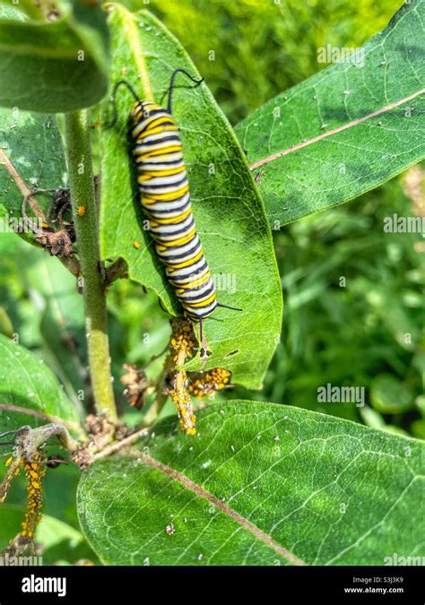 Monarch butterfly caterpillar Stock Photo - Alamy