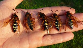 Wasps On Steroids - Meet Cicada Killer Wasps - Malek Musings