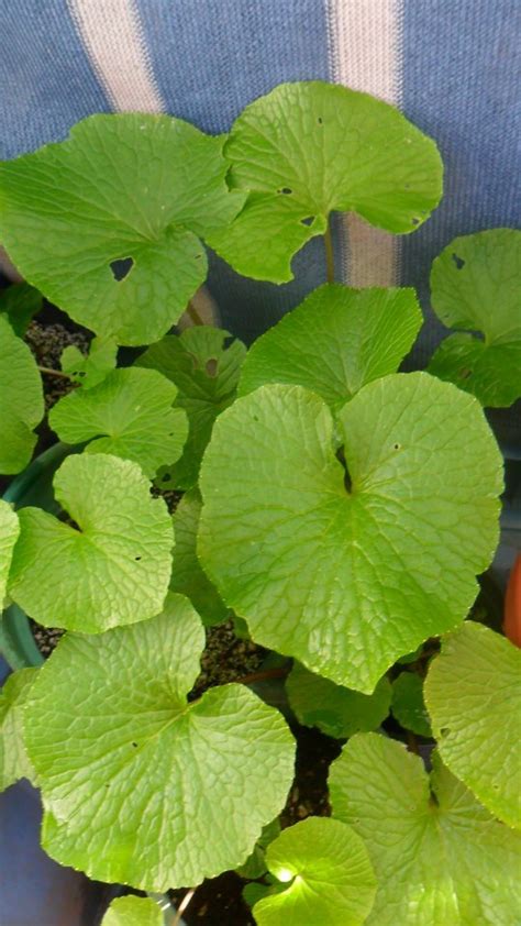 Buy real Wasabi wasabia plant roots rhizomes ONE WASABI plant root start