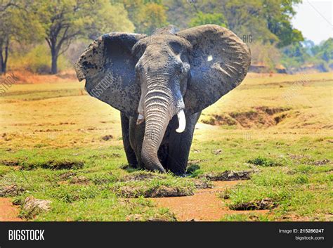 African Elephant Ears Image & Photo (Free Trial) | Bigstock