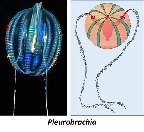 Ctenophora pictures