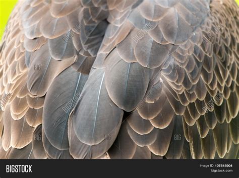 Eagle Feathers Image & Photo (Free Trial) | Bigstock