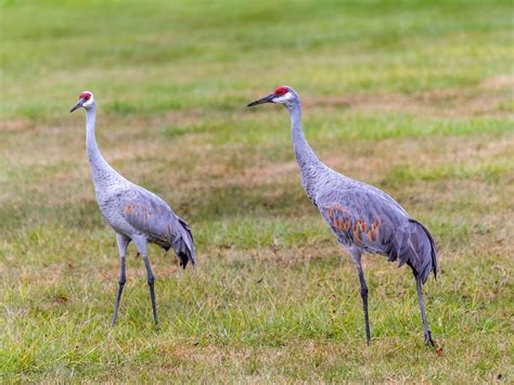 Sandhill Crane Bird Facts (Antigone canadensis) | Birdfact