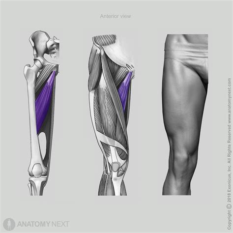 Adductor longus | Encyclopedia | Anatomy.app | Learn anatomy | 3D models, articles, and quizzes