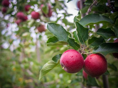 10 Argentina Fruit You'll Love + PHOTOS