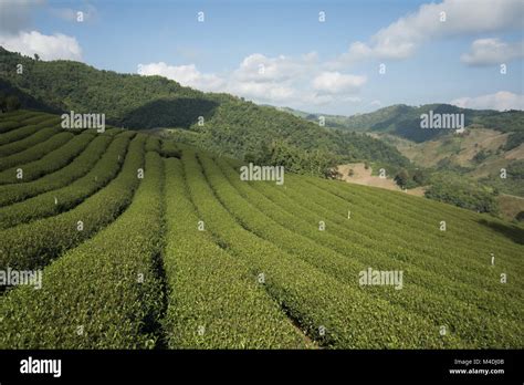 THAILAND CHIANG RAI MAE SALONG TEA PLANTATION Stock Photo - Alamy