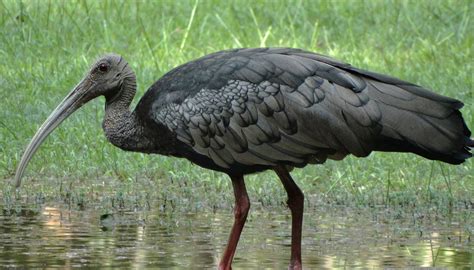 Tours to see the Giant Ibis - Sam Veasna Conservation Tours