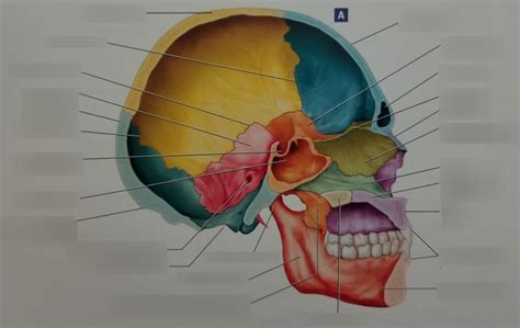 Midsagittal Section of Illustrated Skull Diagram | Quizlet