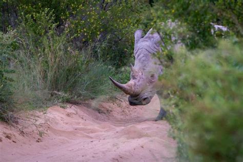 Khama Rhino Sanctuary Camp and Self-Drive Safari Guide