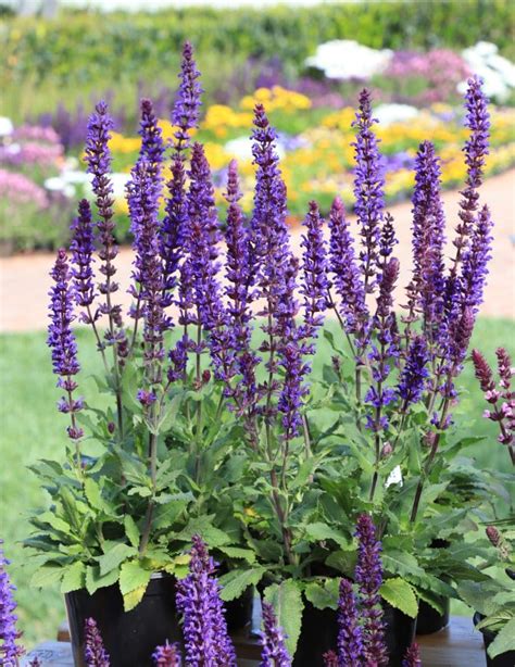 Salvatore Blue Salvia - Plant Library - Pahl's Market - Apple Valley, MN