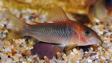 Bronze Corydoras Habitat, Care, Aquarium Maintenance