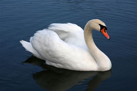 Mute Swans Habitat In Waterfowl ~ planetanimalzone