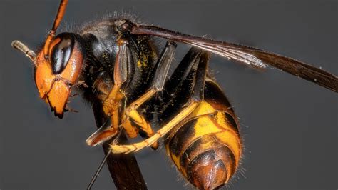 Yellow legged hornet Vespa velutina nest found in Georgia | 11alive.com