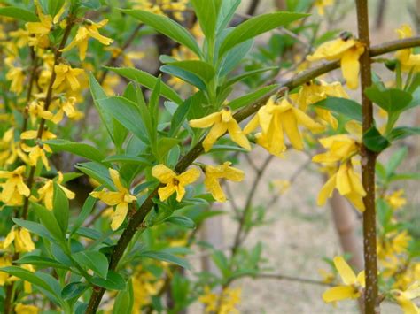 Forsythia suspensa | Forsythia suspensa | Flower Database