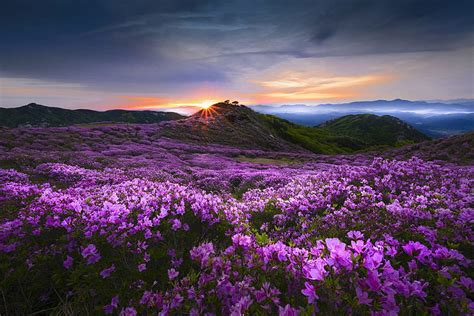 Flower valley, Flowers, Mountains, Morning, Nature, HD wallpaper | Peakpx