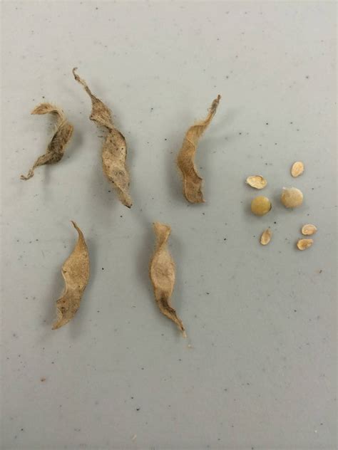 Stink bug damage in soybeans – Ohio Ag Net | Ohio's Country Journal