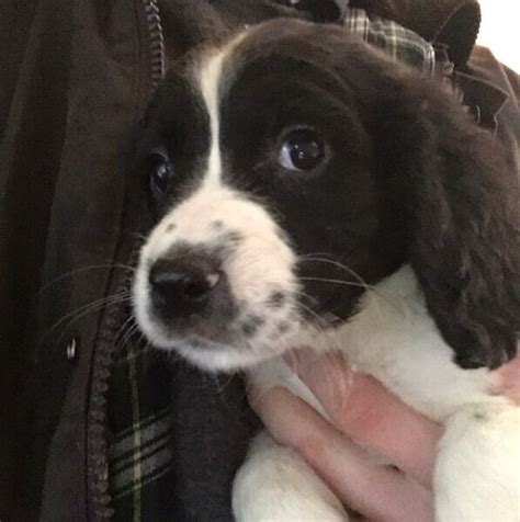 Springer spaniel x cocker spaniel puppies | in Heathfield, East Sussex | Gumtree