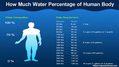 What Percentage Of Your Body Should Be Water - QHOWM