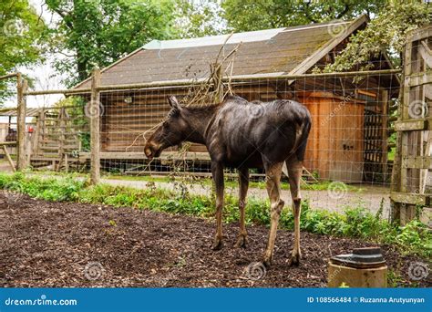 Moose in zoo stock photo. Image of skansen, brown, outdoor - 108566484