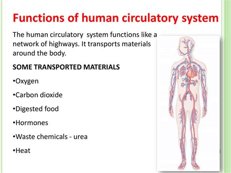 Human circulatory system - презентация онлайн