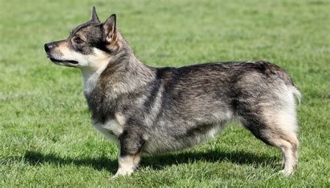 20 Best Farm Dog Breeds for Living in the Country