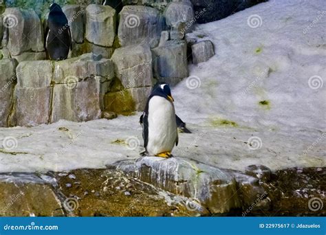 Penguins in an aquarium stock image. Image of animal - 22975617