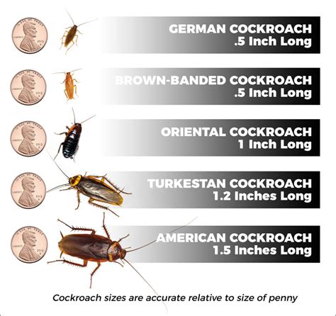 Types Of Cockroaches - Corky's Pest Control Services & Termite Services ...