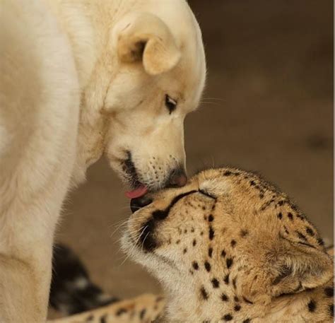 Unlikely Friendships | Unlikely animal friends, Unusual animal friends ...