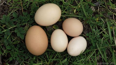 Barred Rock eggs next to my Extra Jumbo Dixie Rainbow eggs : r/BackYardChickens