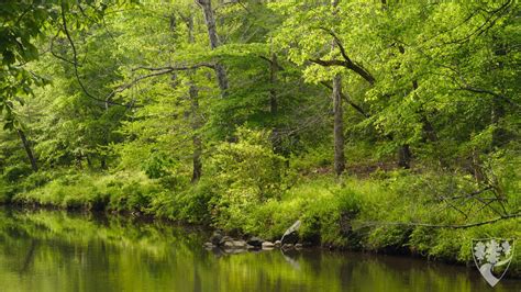 Duke Forest Zoom Backgrounds – Duke Forest