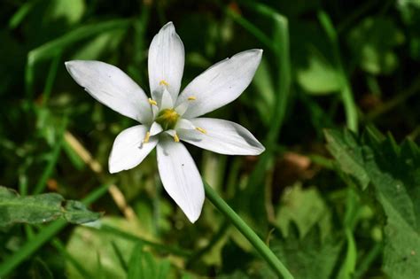 Star of Bethlehem: Plant Care & Growing Guide