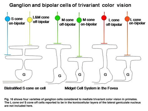 Cone cells: Cone cells are at the heart of our color perception; they ...