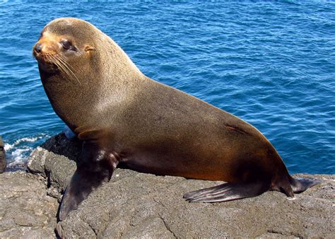 Galápagos fur seal - Wikipedia