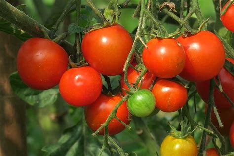Tomato Farming In Karnataka, Areas, Seasons, Yield | Agri Farming