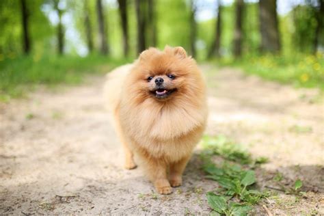 The Pomeranian Care Guide: Personality, History, Food, and More - The Farmer's Dog