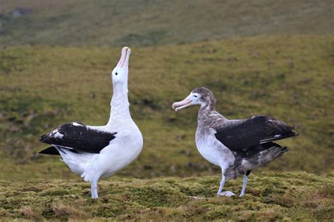 Press release – UK Overseas Territory becomes one of the world’s biggest sanctuaries for ...