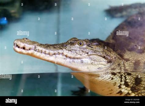 Crocodiles are large semi aquatic reptiles that live throughout the ...