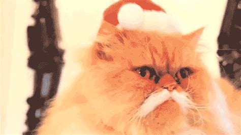 Cat Santa GIF - Find & Share on GIPHY