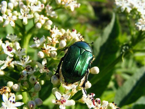 The Shiny Metallic Green Beetle: What Is It? - The Bug Agenda