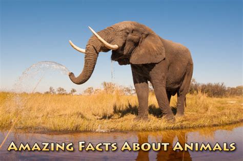 Amazing Facts About Animals With Pictures For Kids