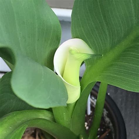 Calla Lily: Growing Indoors + 13 Care Tips! | Plantcarefully