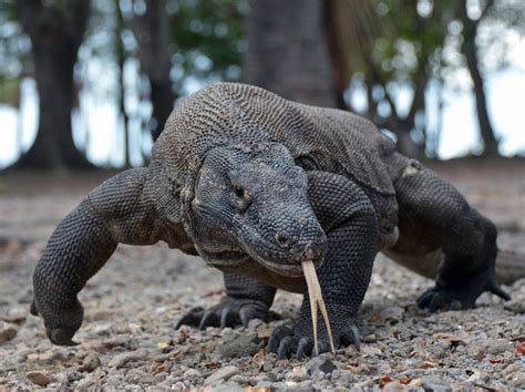 "Lạnh gáy" cảnh rồng Komodo háu đói nuốt sống cả con khỉ | Báo Dân trí