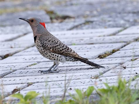 Popular Backyard Birds fo Missouri (With Pictures) - Birdwatching Tips