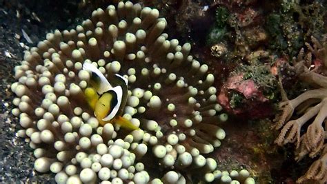 Keep Your Friends Close, BUT! … Your Anemones CLOSER! Sure, there were lots of reasons for Nemo ...