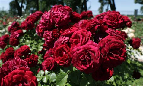 Éste es el rosal más bonito de todo Madrid - Zona Retiro