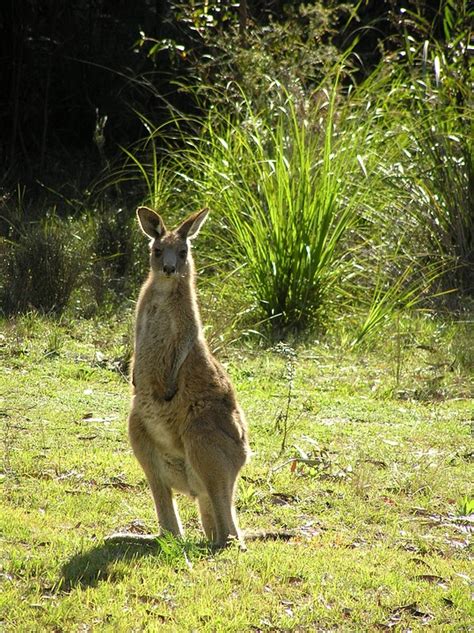 Free photo: Wallaby, Kangaroo - Free Image on Pixabay - 587180